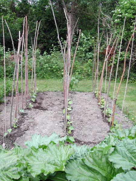 Rows of beans in early June