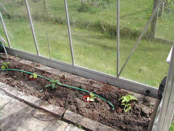Cucumbers in greenhouse