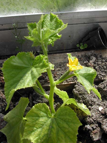 Cucumber flower