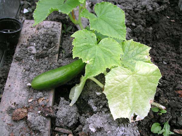 First Cucumber