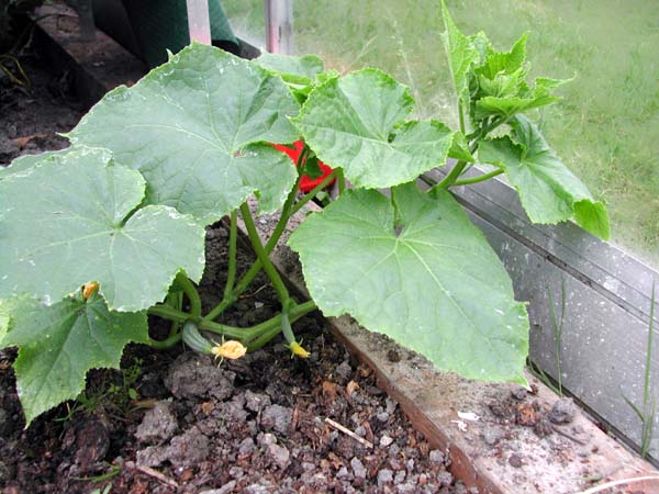 Cucumber early June