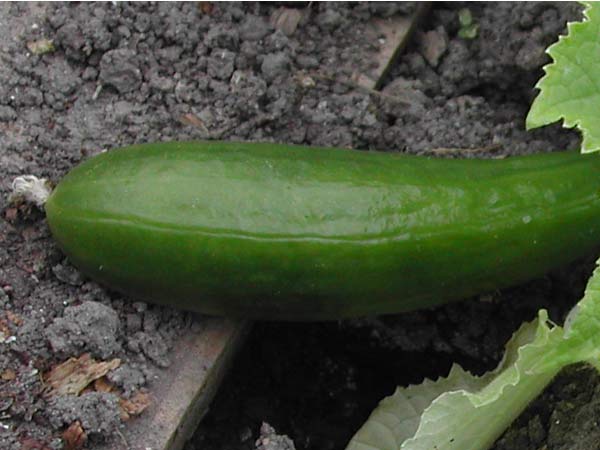 Cucumber