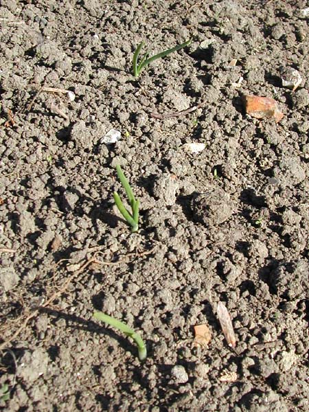 Young onions sprouting