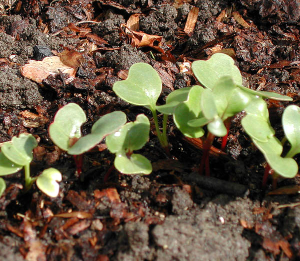 Young radish