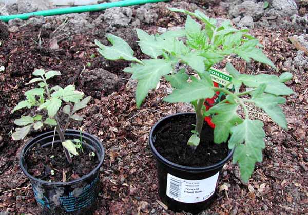 Tomatoes before planting in greenhouse