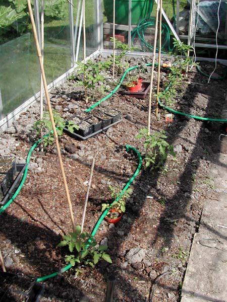 Tomatoes in greenhouse mid May