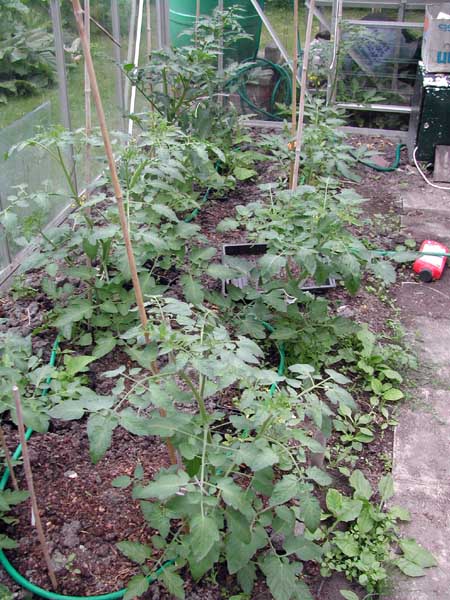 Tomatoes early June