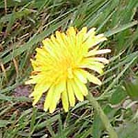 weeds dandilion