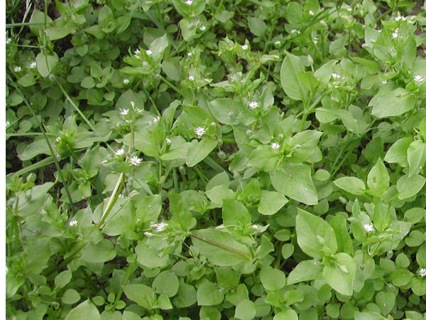 Chickweed