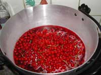 Fruit & Stalks Simmering