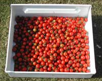 About 10lbs of Gardeners Delight