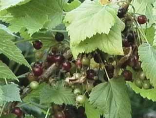 Blackcurrants