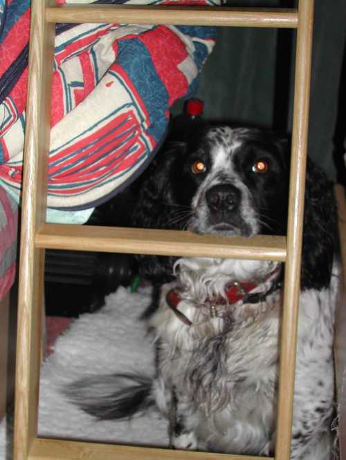 Arrr, Isn't he a loveable hound?